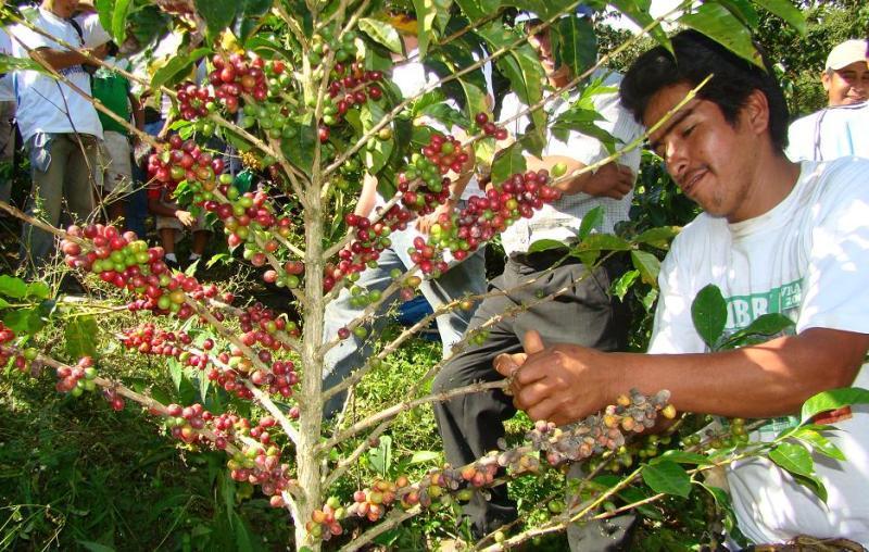 CREARÍAN  CERTIFICACIÓN  PARA CAFÉS PRODUCIDOS EN LAS ZONAS EXCOCALERAS