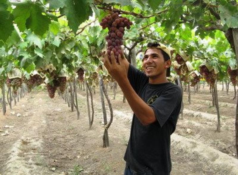 CRECE PRODUCCIÓN DE UVA, PAPA Y AVE 