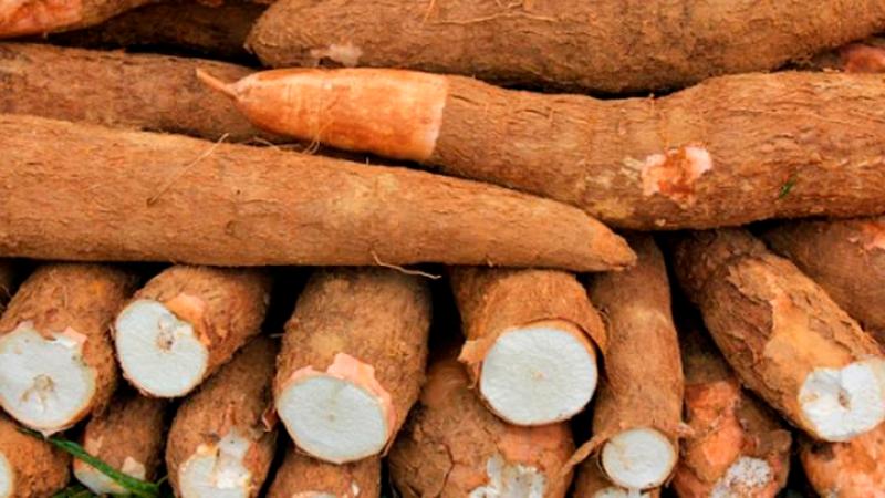 Crecen las exportaciones de yuca