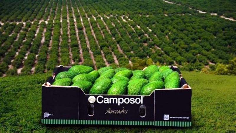 Crecimiento y solidez marcan el tercer trimestre de Camposol en 2025