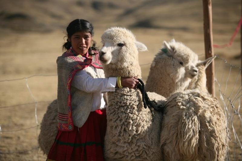 CRIADORES DE ALPACA PERDERÍAN CERCA DE S/. 60 MILLONES POR MUERTE DE ALPACAS