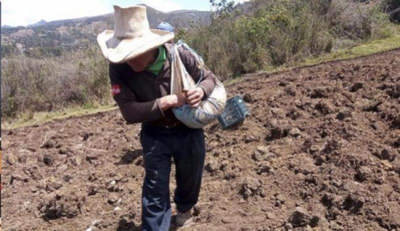 Crisis llevó a cerrar campaña agrícola en rojo