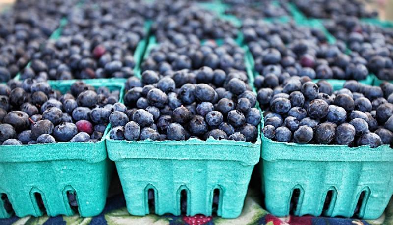 ¿Cuáles son las empresas protagonistas en la exportación de arándanos orgánicos?