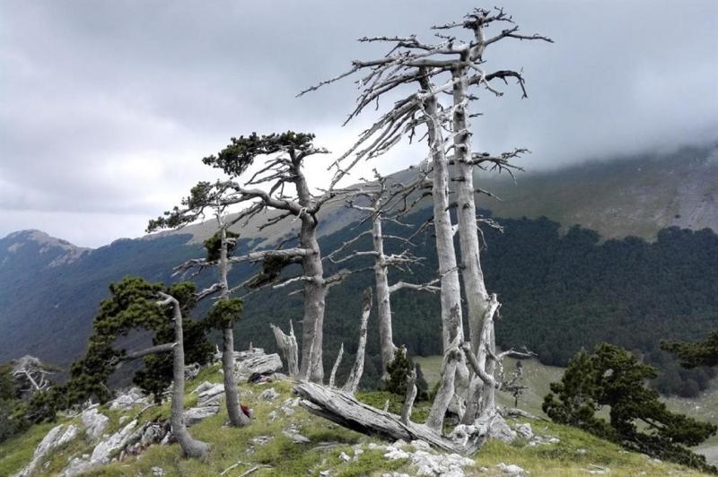 ¿Cuántos años tiene el árbol más antiguo de Europa?