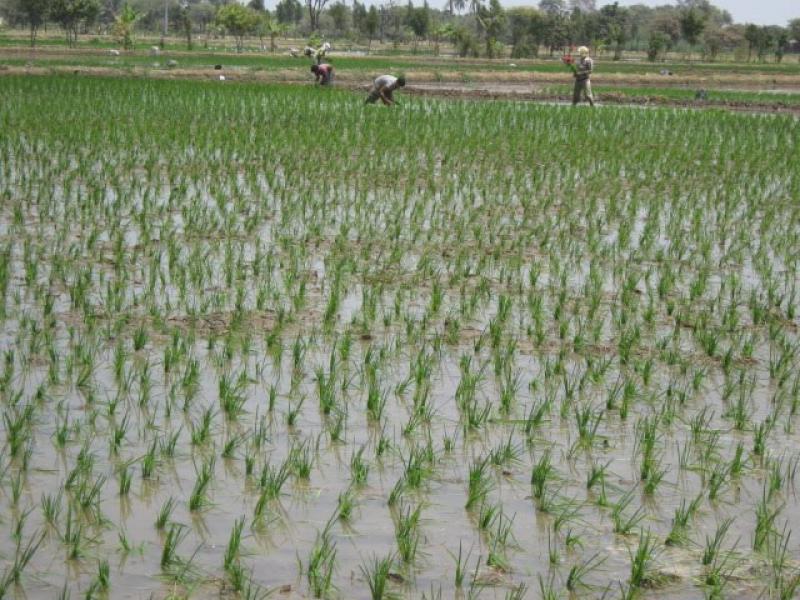 CUATRO CULTIVOS PODRÍAN REEMPLAZAR AL ARROZ EN PIURA