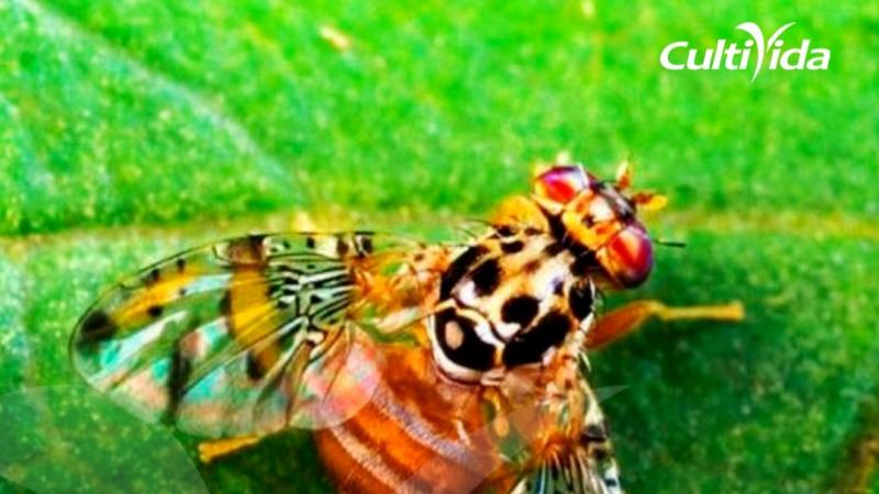 CultiVida insta reforzar vigilancia ante actualización de zonas afectadas por mosca de la fruta