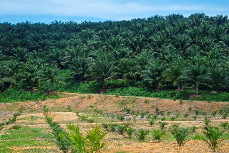 CULTIVO DE PALMA ACEITERA  NO CONTAMINA EL AMBIENTE Y AYUDA A CAPTURAR EL CARBONO