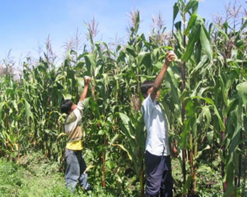 CULTIVOS DE ARROZ, MAÍZ, ALGODÓN Y CAÑA DE AZÚCAR EN 86 MIL HAS