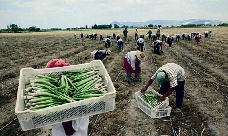 CULTIVOS DE ESPARRAGOS AUMENTARON 58.8 HECTÁREAS DEL 2011 AL 2013