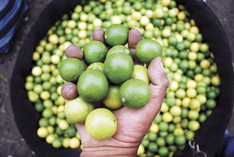 Cultivos de limón en riesgo por sequía en el norte durante su periodo clave