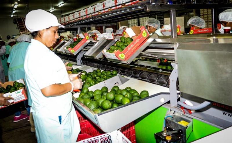 CUSCO: AGRÍCOLA MATILDA EXPORTARÁ 300 TONELADAS DE PALTA HASS A LA UNIÓN EUROPEA