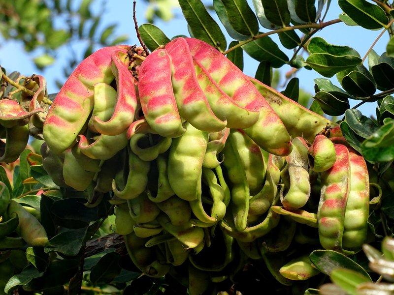 Cusco: Instalarán 115 mil plantines de tara en Anta