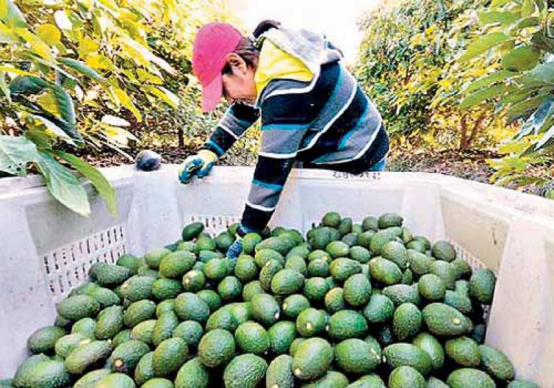 CUSCO: PRODUCTORES DE LIMATAMBO EXPORTARON A HOLANDA  PALTA HASS VALORIZADA EN  € 30 MIL