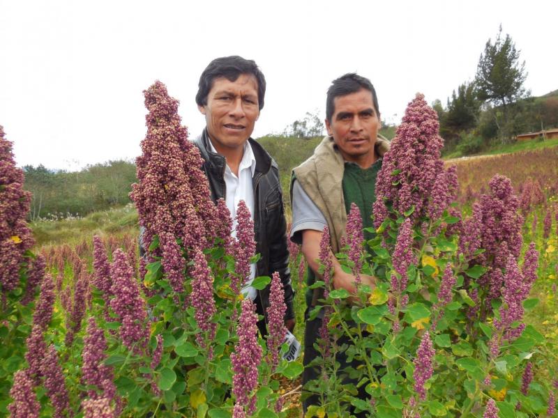 DANPER DESARROLLA CADENAS PRODUCTIVAS CON MÁS DE MIL AGRICULTORES DE ZONAS ALTOANDINAS