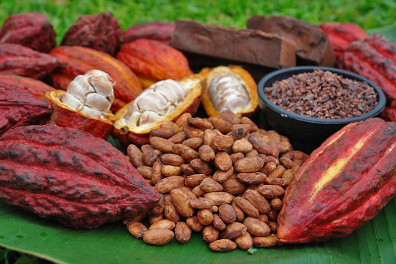 DEMANDA MUNDIAL DE CACAO ASCENDERÍA A 5 MILLONES DE TONELADAS EN 2020