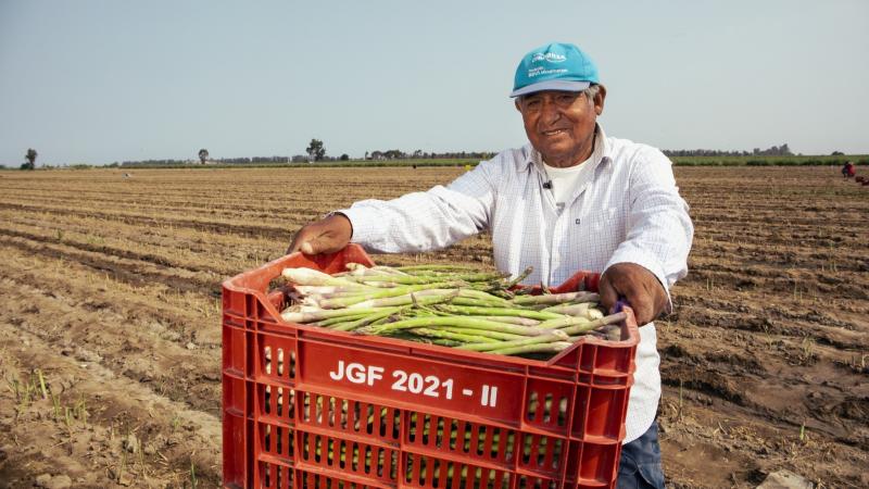 Despachos peruanos de espárragos superan las 71 mil toneladas y suman US$ 199 millones hasta la semana 41