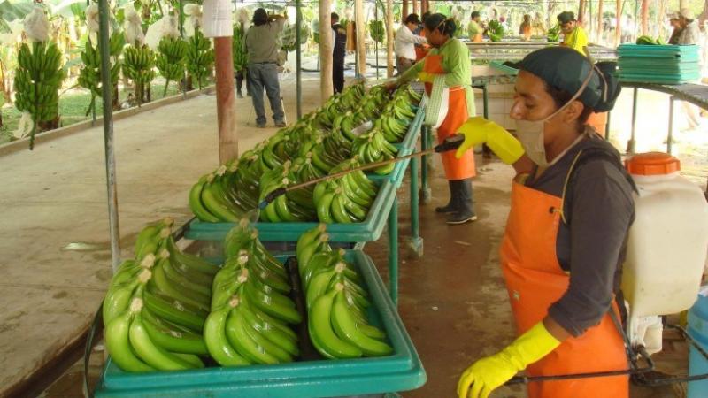 Exportaciones peruanas de banano alcanzarían las 260 mil toneladas este año, mostrando un incremento de 30%