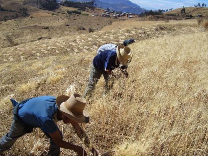 Destacan aporte de agricultura familiar en recuperación y conservación de cultivos nativos