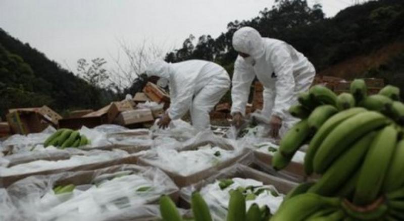 DESTRUYEN 35 TONELADAS DE BANANAS FILIPINAS EN EL PUERTO CHINO DE SHÉNZHEN