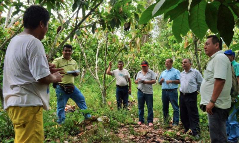 DEVIDA EVALÚA ZONAS CON POTENCIAL PARA PRODUCCIÓN DE CACAO