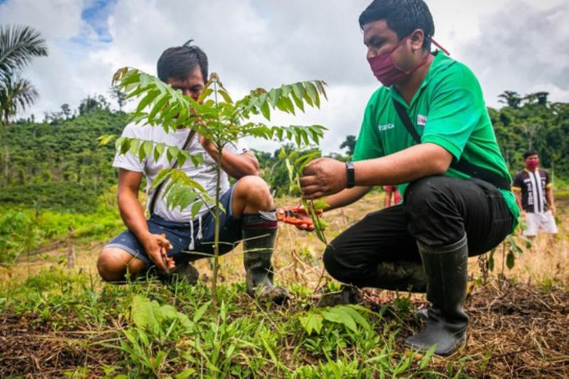 Devida fortalece desarrollo alternativo en distritos de Río Tambo y Pangoa