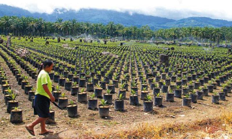 DEVIDA INCREMENTA MÁS DE MIL HECTÁREAS DE CULTIVOS DE CAFÉ Y CACAO