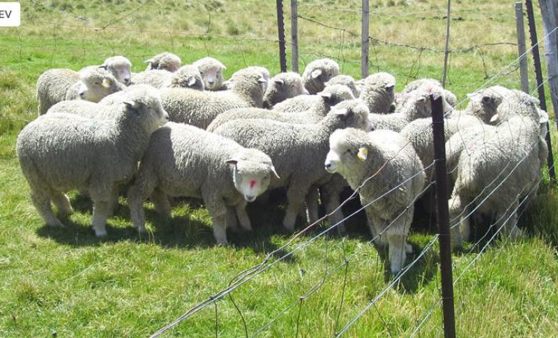 Dirección de sanidad animal lanzará aplicación en celulares para reportar brotes de enfermedades