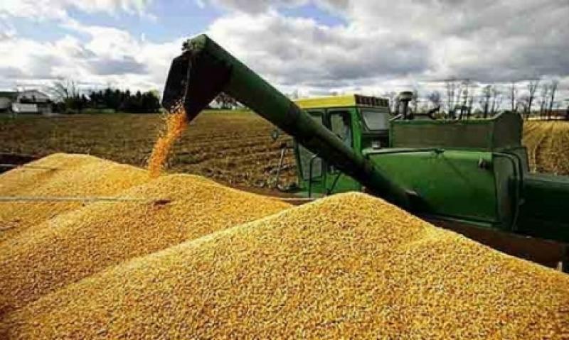 DISMINUYEN ESTIMACIONES DE COSECHAS DE MAÍZ Y SOYA EN ESTADOS UNIDOS