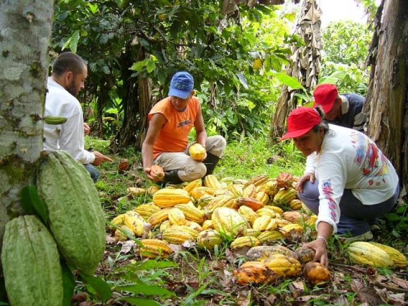 DISTRITOS DE FRONTERA PERÚ - COLOMBIA MEJORARÁN PRODUCCIÓN DE CACAO 