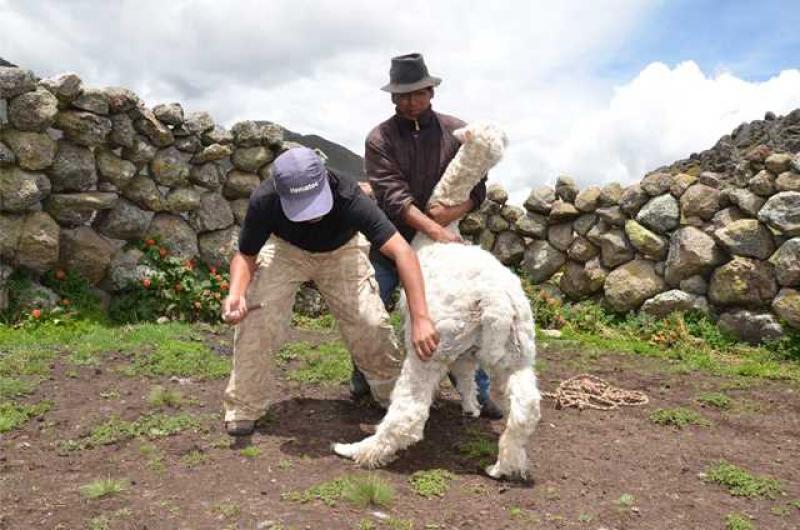 DRA AYACUCHO VACUNÓ A 4 MIL ALPACAS  PARA EVITAR MORTANDAD DE CRIAS