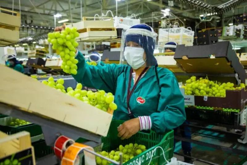 Ecosac Agrícola fue reconocida por PromPerú por el desempeño destacable de sus exportaciones en 2022