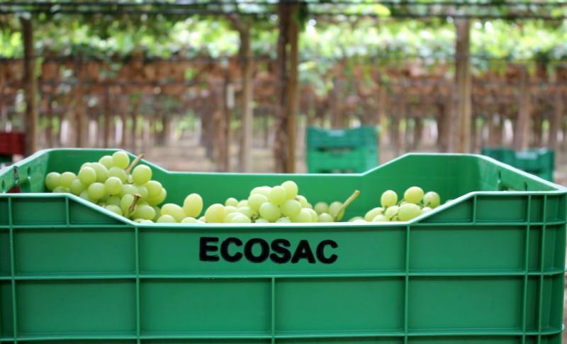 Ecosac planea contar con 1.700 hectáreas de uva de mesa en el 2024