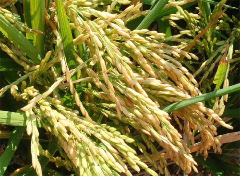 EEA VISTA FLORIDA LIBERARÁ DOS VARIEDADES DE ARROZ ESTE AÑO