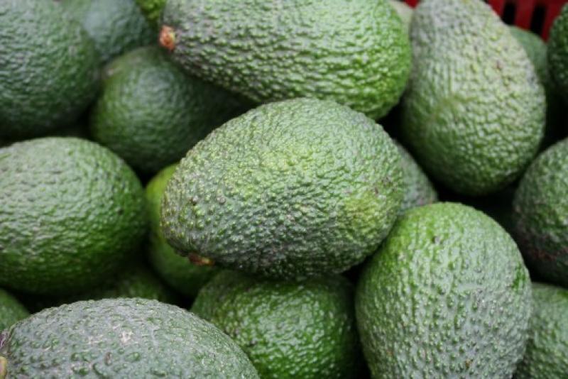 EE.UU.: PERÚ PARTICIPÓ CON 10.734 TM EN EL CONSUMO GLOBAL DE PALTA