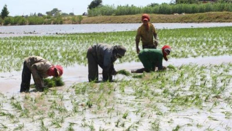 Ejecutivo no cumplió con acuerdos hechos con arroceros para impulsar la producción