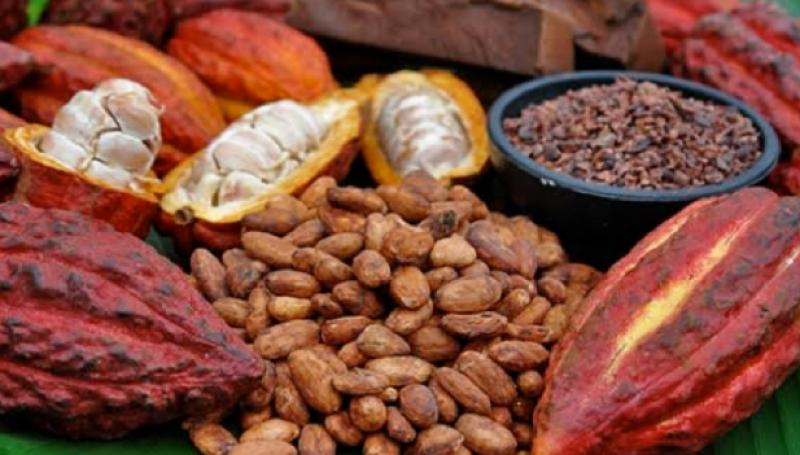 El 20% del cacao peruano se exporta a Bélgica