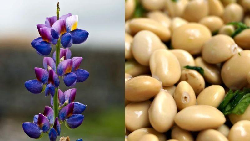 El 2025, Perú produjo 24.208 toneladas de tarwi en 13.900 hectáreas