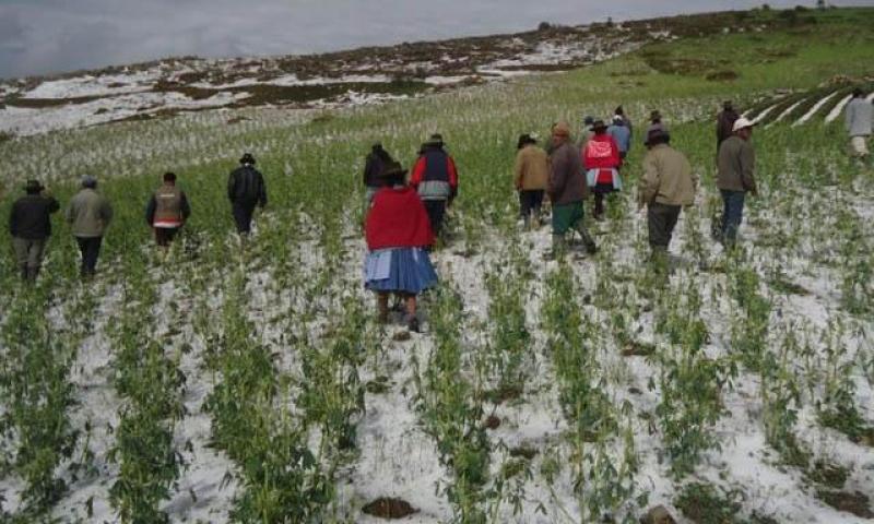 EL 60 POR CIENTO DE LOS CULTIVOS DE PAPAS FUERON AFECTADOS POR HELADAS Y ESCASEZ DE LLUVIAS EN PUNO