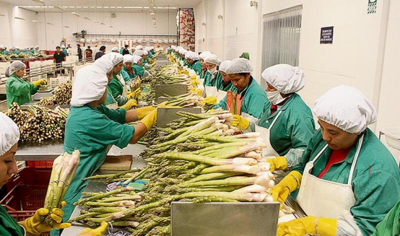 El 86% de trabajadores agrícolas no logran acceder a una indemnización