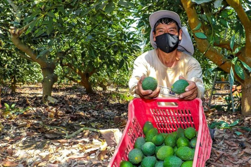 El 88% de los predios de palta en el país son de pequeños productores