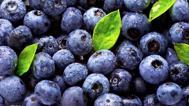 El arándano peruano sigue liderando en el mundo.