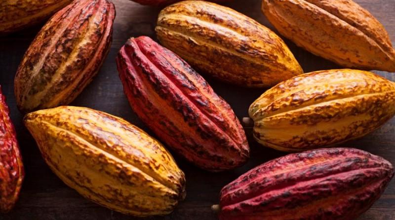 El cacao peruano marca un hito con la primera barra de chocolate 100% trazable conforme a la EUDR