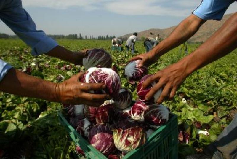 “El éxito de la agroexportación no es solo de un grupo de pudientes empresarios”