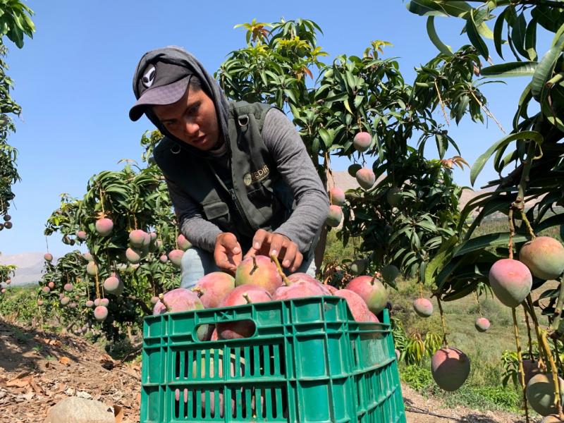 El mango de Moro: una delicia de Áncash que solo se exporta vía aérea