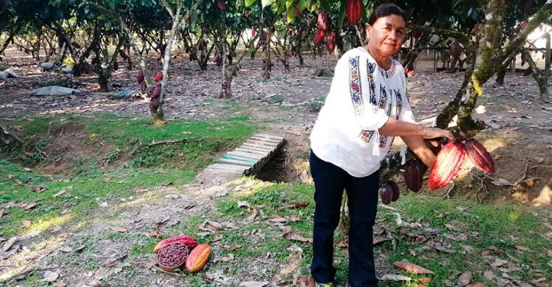 El mejor cacao de Huánuco se produce en el distrito de Monzón