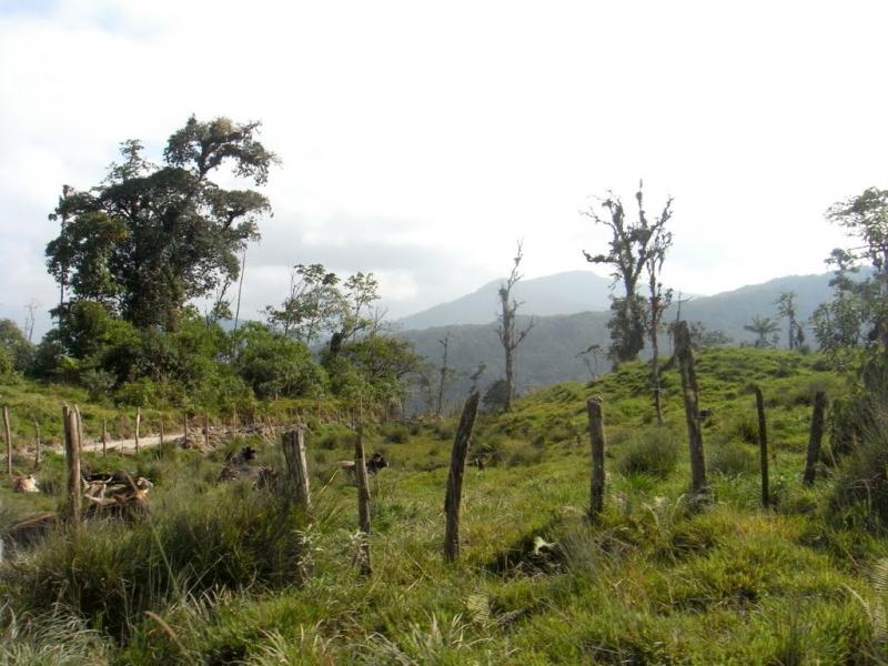 ELABORAN ESTRATEGIA NACIONAL DE BOSQUES Y CAMBIO CLIMÁTICO