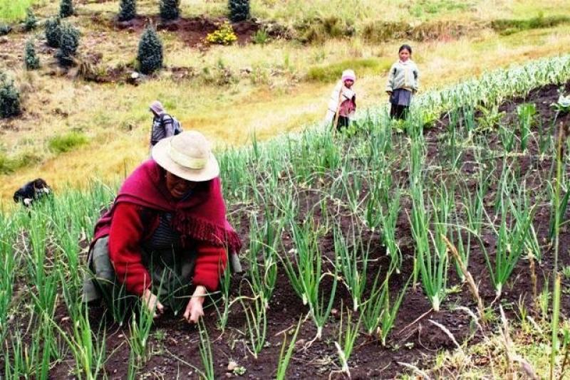 Elaborarán plan integral de desarrollo de la actividad agrícola de La Convención