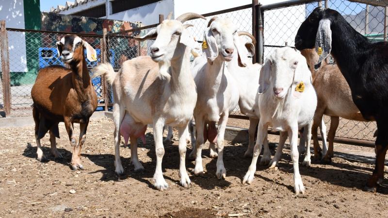 Elevan producción de semen de ganado caprino de alta calidad