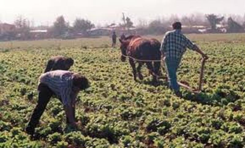 ELIMINACIÓN DE HORARIO DE INVIERNO GENERA PÉRDIDAS EN SECTOR FRUTÍCOLA