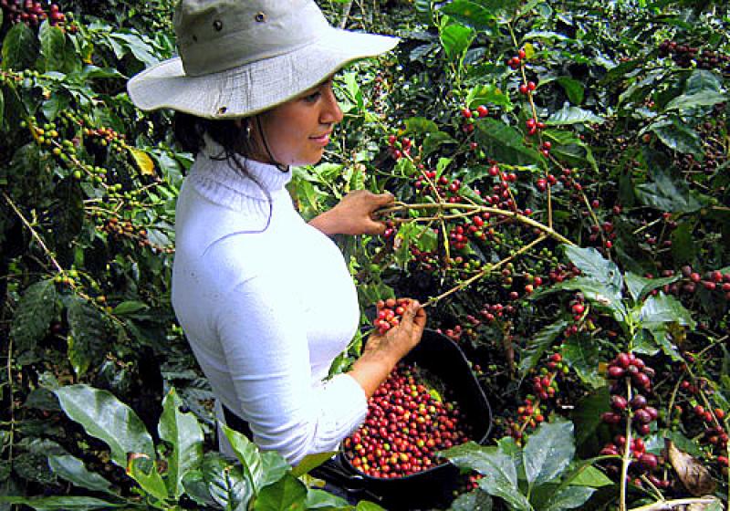 EMPREDEDORES DE LA LIBERTAD Y ÁNCASH RECIBIRÍAN INCENTIVOS AGRARIOS